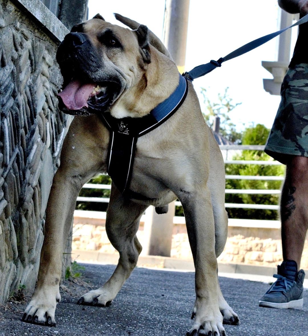 Bestia Dog Sport GripPro heavy duty dog harness, harness on large dog