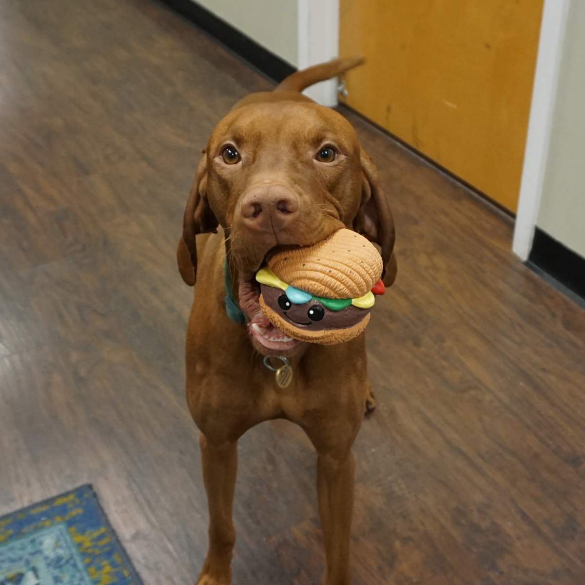 Big Buns Foodies Hamburger Ruff-Tex Latex Ball Dog Toy, close-up
