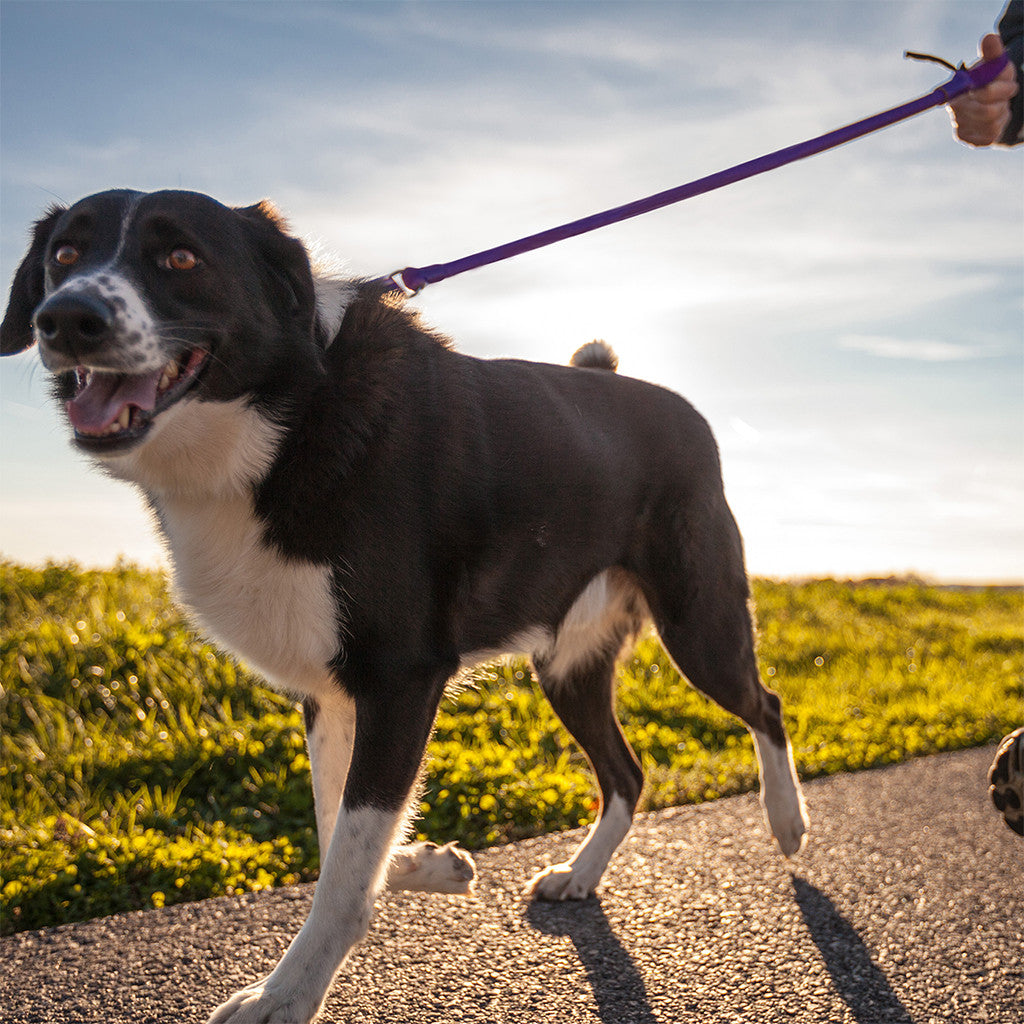 WUNDERleash – The Original No-Pull Dog Leash – alternate view 16