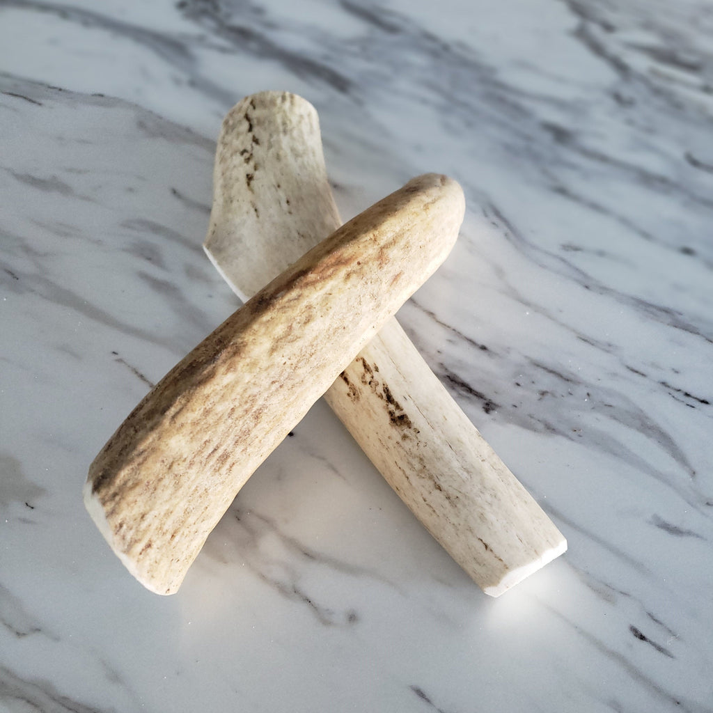 Medium Whole Elk Antler for Dogs  68, alternate view