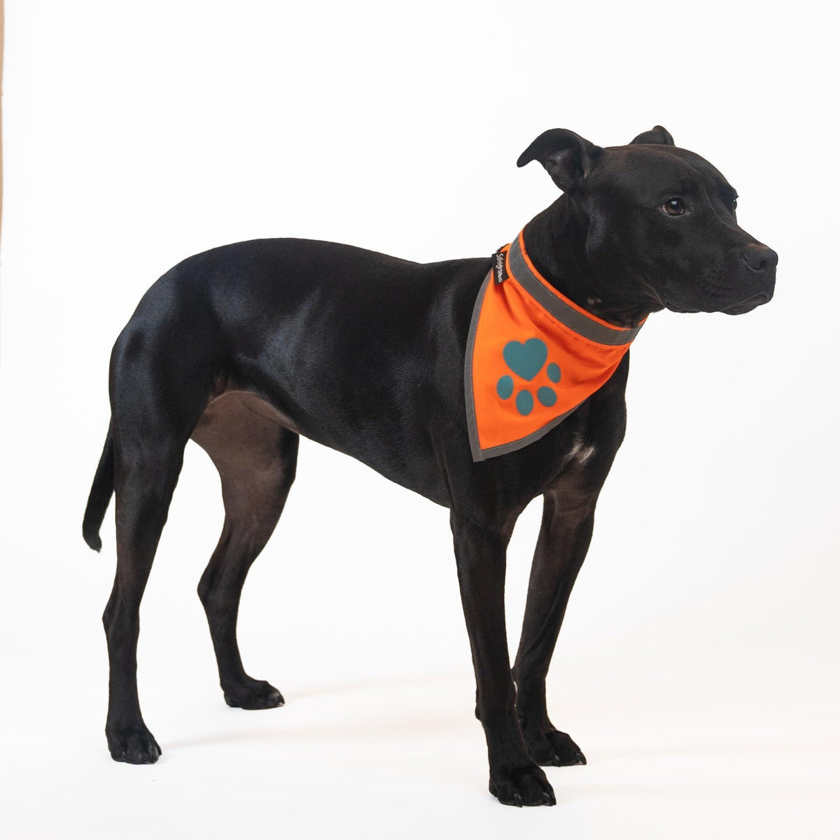 Reflective Dog Bandana Hi-Vis Blaze Orange Small – photo 5 of 6