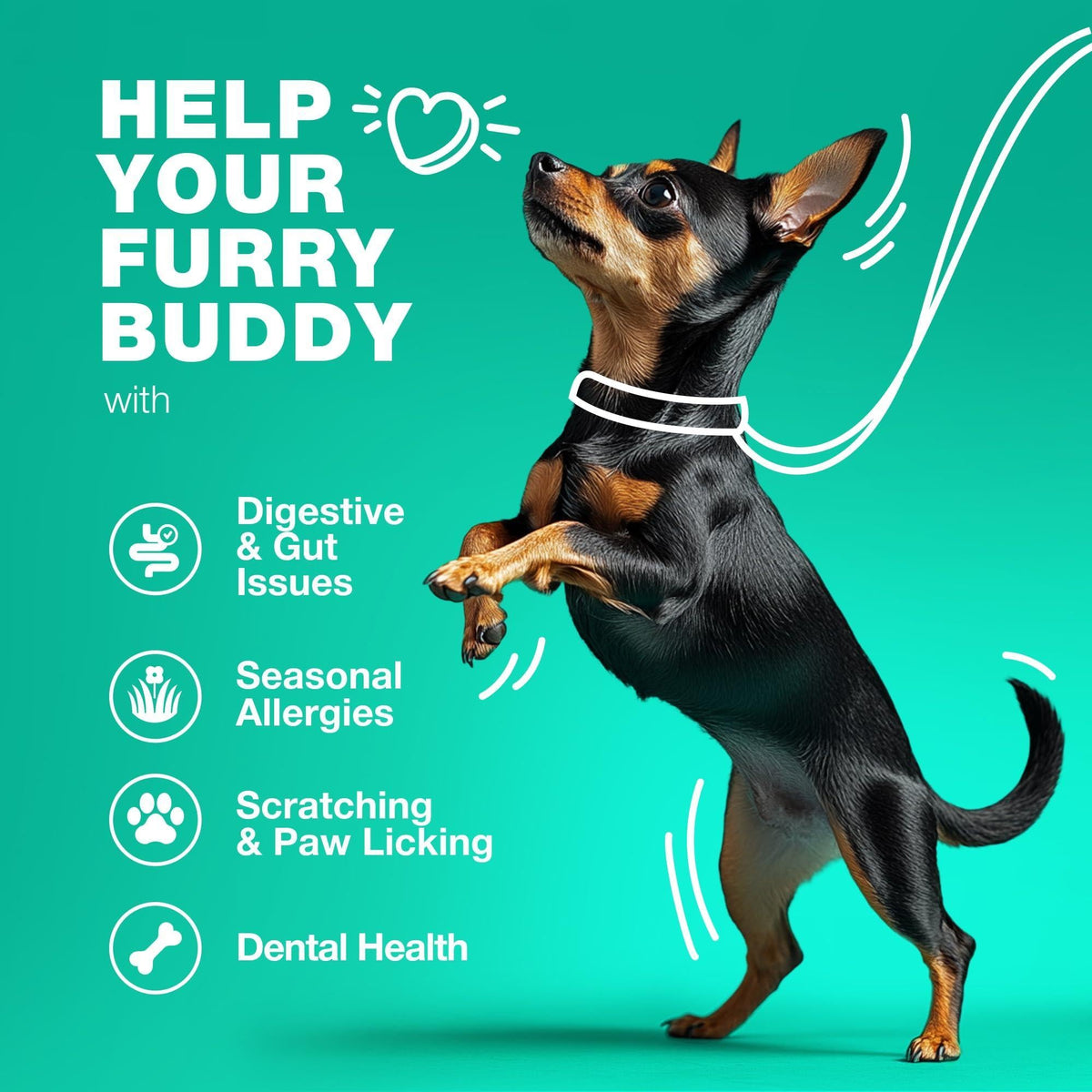 Probiotics for Dogs Digestive Support Pumpkin and Enzymes – photo 3 of 8