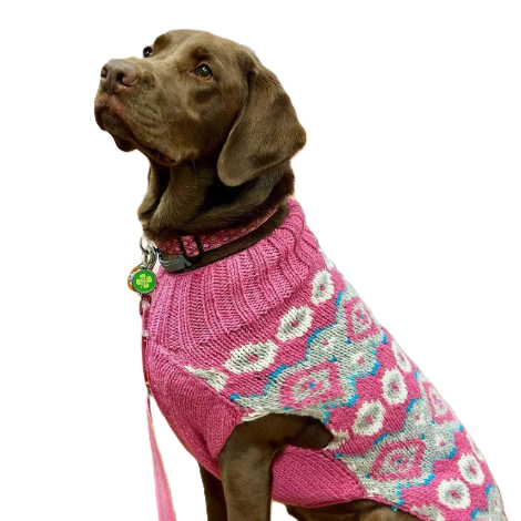 Alpaca Rose Fairisle Dog Sweater Rose Fair Isle in Wool and Alpaca – photo 4 of 6