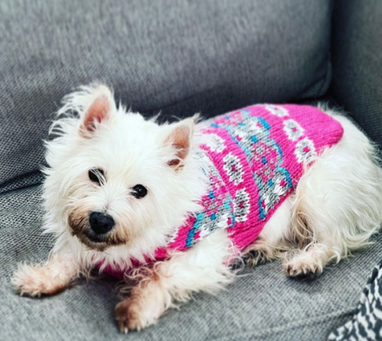 Alpaca Rose Fairisle Dog Sweater Rose Fair Isle in Wool and Alpaca – photo 6 of 6