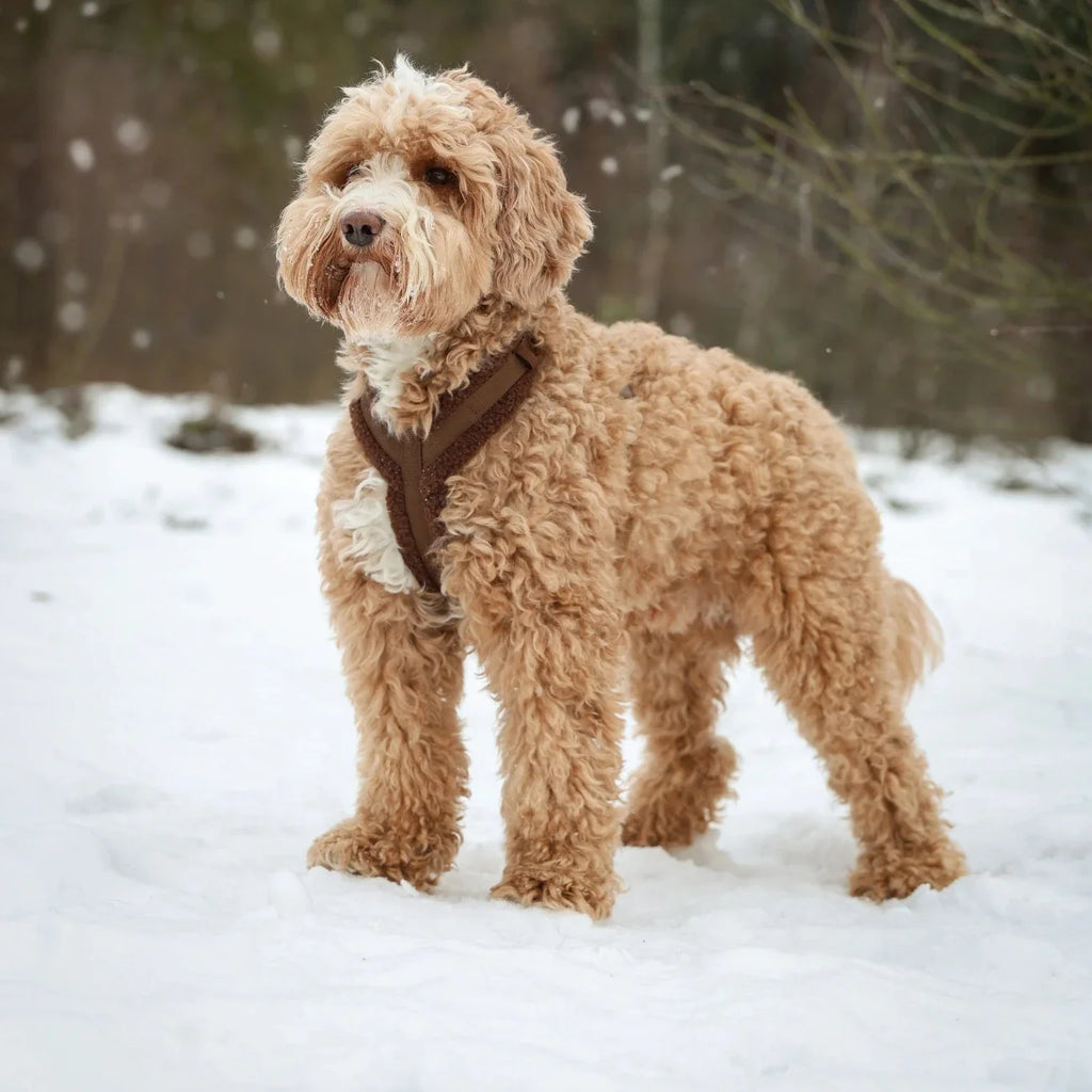Black Sherpa Dog Harness, detail view