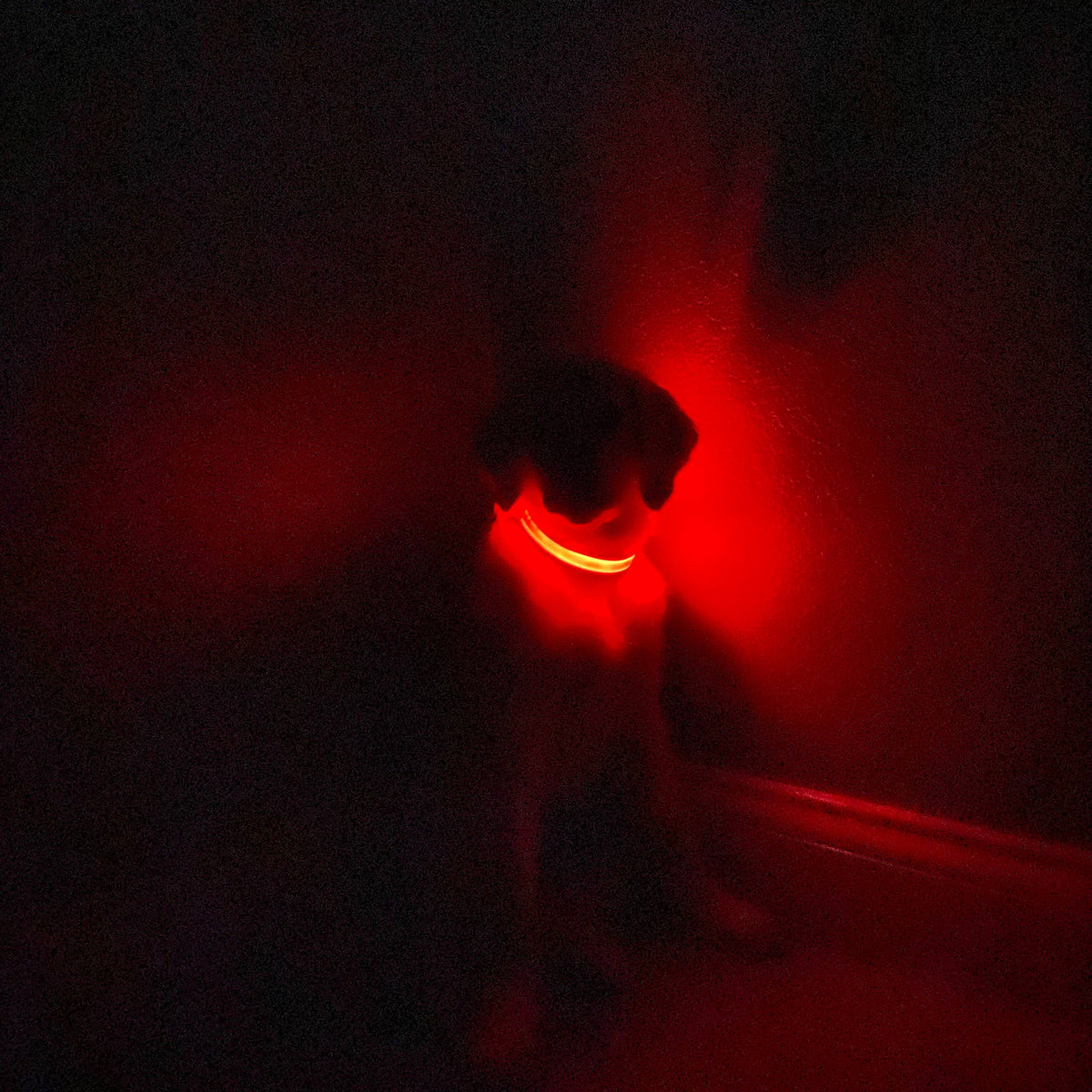 LED Dog Collar: Red – alternate view 3