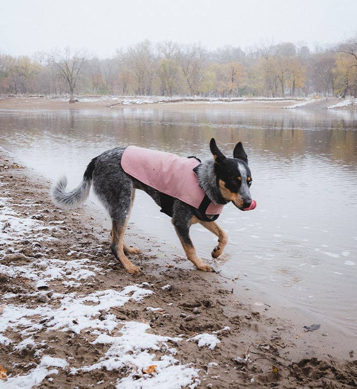 Pink Dog Coat – alternate view 14