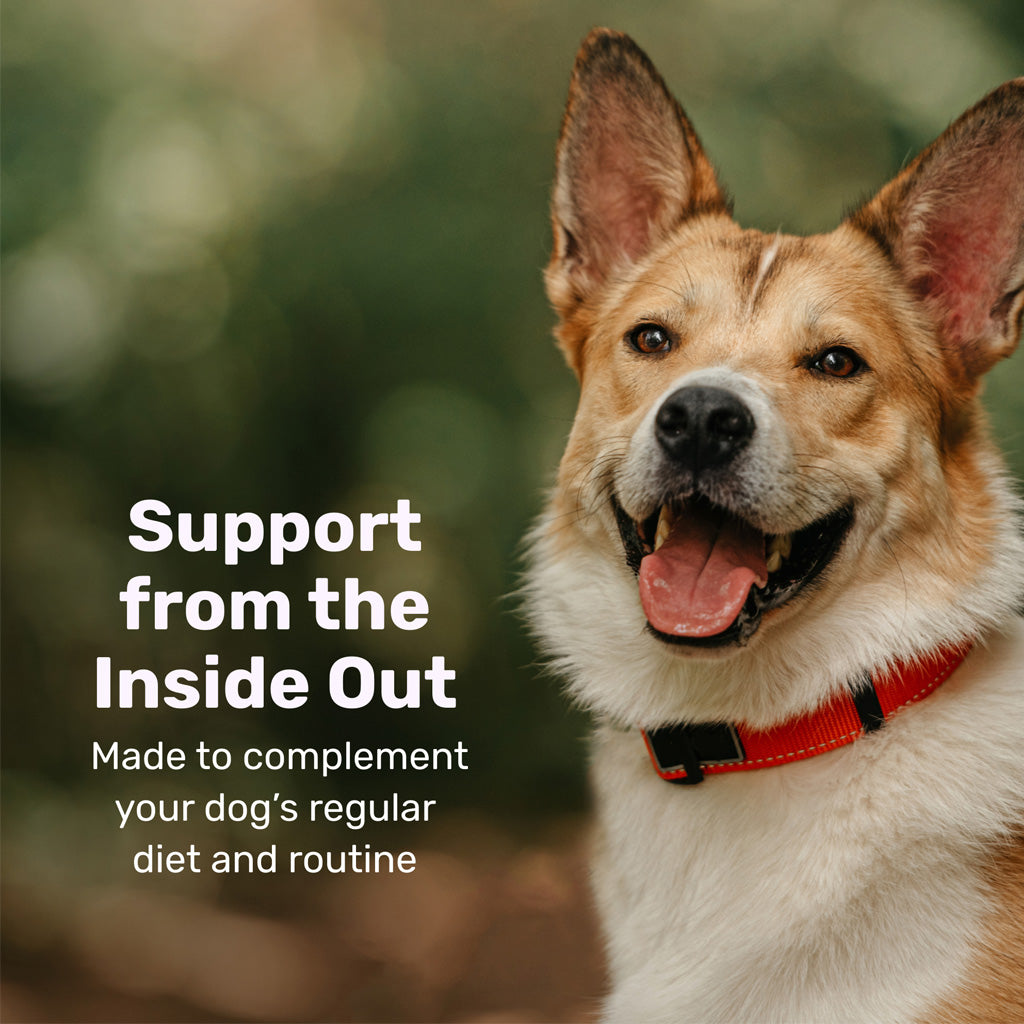 Badlands Ranch Super Soft Chews Supplement for Dogs – photo 16 of 18