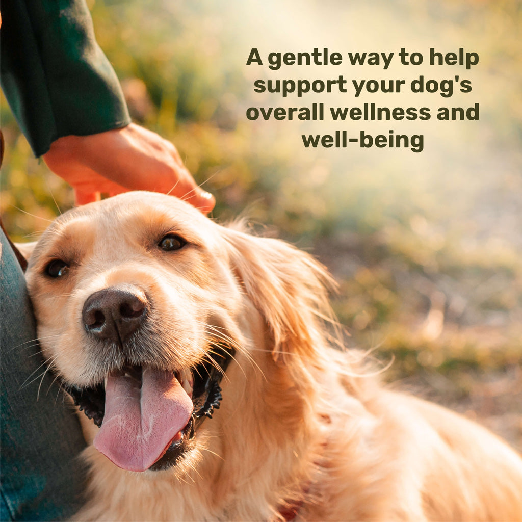 Badlands Ranch Super Soft Chews Supplement for Dogs – photo 8 of 18