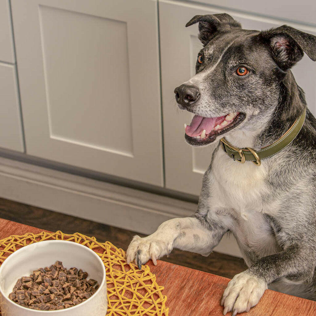 Badlands Ranch Superfood Complete Chicken Dog Food – photo 9 of 15