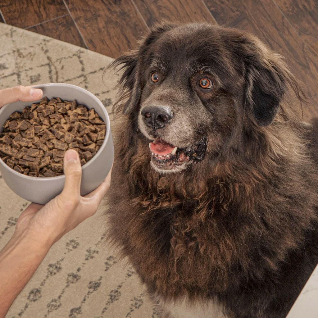 Badlands Ranch Superfood Complete Lamb Venison Dog Food – photo 8 of 15