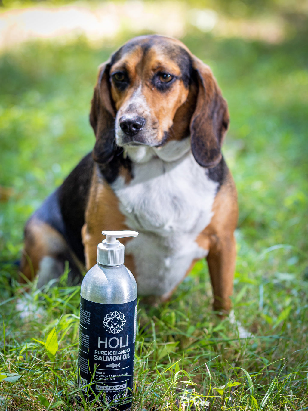 HOLI extra virgin Icelandic salmon oil bottle for dogs – photo 7 of 7