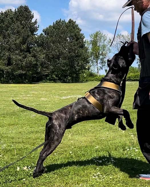 Bestia Dog Sport GripPro heavy duty dog harness, harness side profile