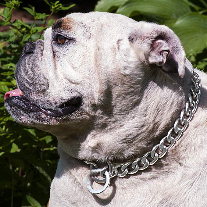 Two-Tone Gold Titanium Pet Necklace – front view