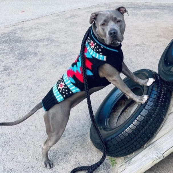 Black Southwest Dog Sweater Hand Knit – photo 7 of 9