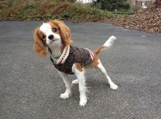 Boyfriend Dog Sweater Black and White Wool with Red Trim – photo 4 of 5
