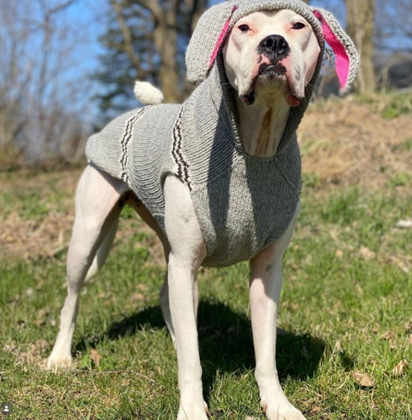 Bunny Hoodie Dog Sweater Grey and Pink – photo 2 of 3