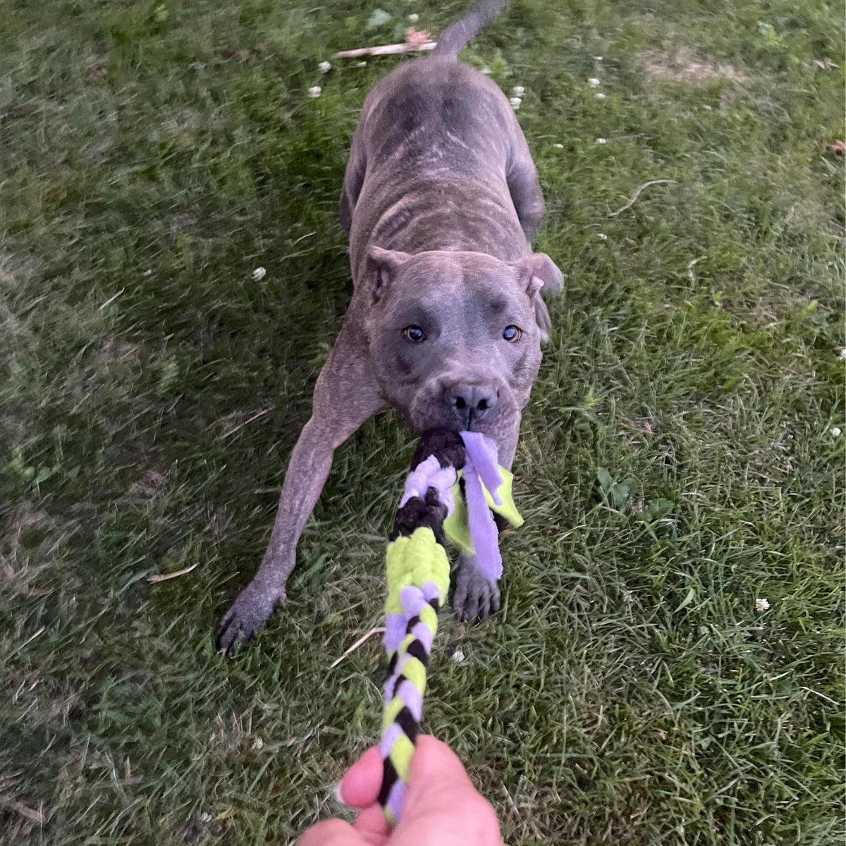 Interactive Fleece Tug Toy for Dogs Lavender – photo 9 of 9
