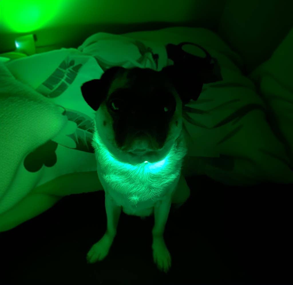 LED Dog Collar: Green – alternate view 14