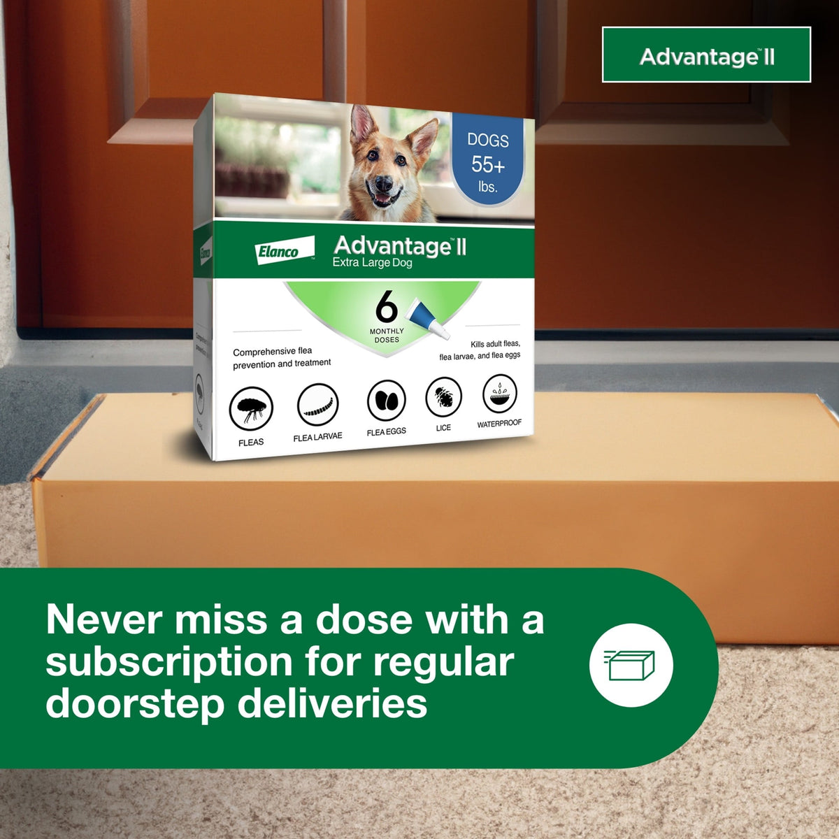 Vet-Recommended Flea Prevention for XL Dogs 55 Lbs 6-Monthly Treatment, lifestyle