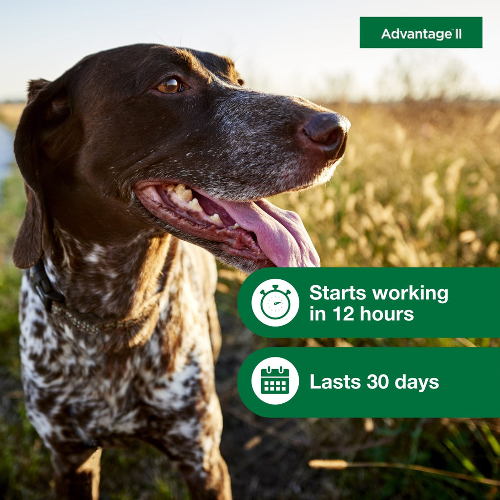 Vet-Recommended Flea Prevention for Medium Dogs 11-20 Lbs 6-Monthly Tr, back view