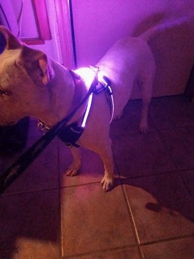 LED Dog Harness – alternate view 5