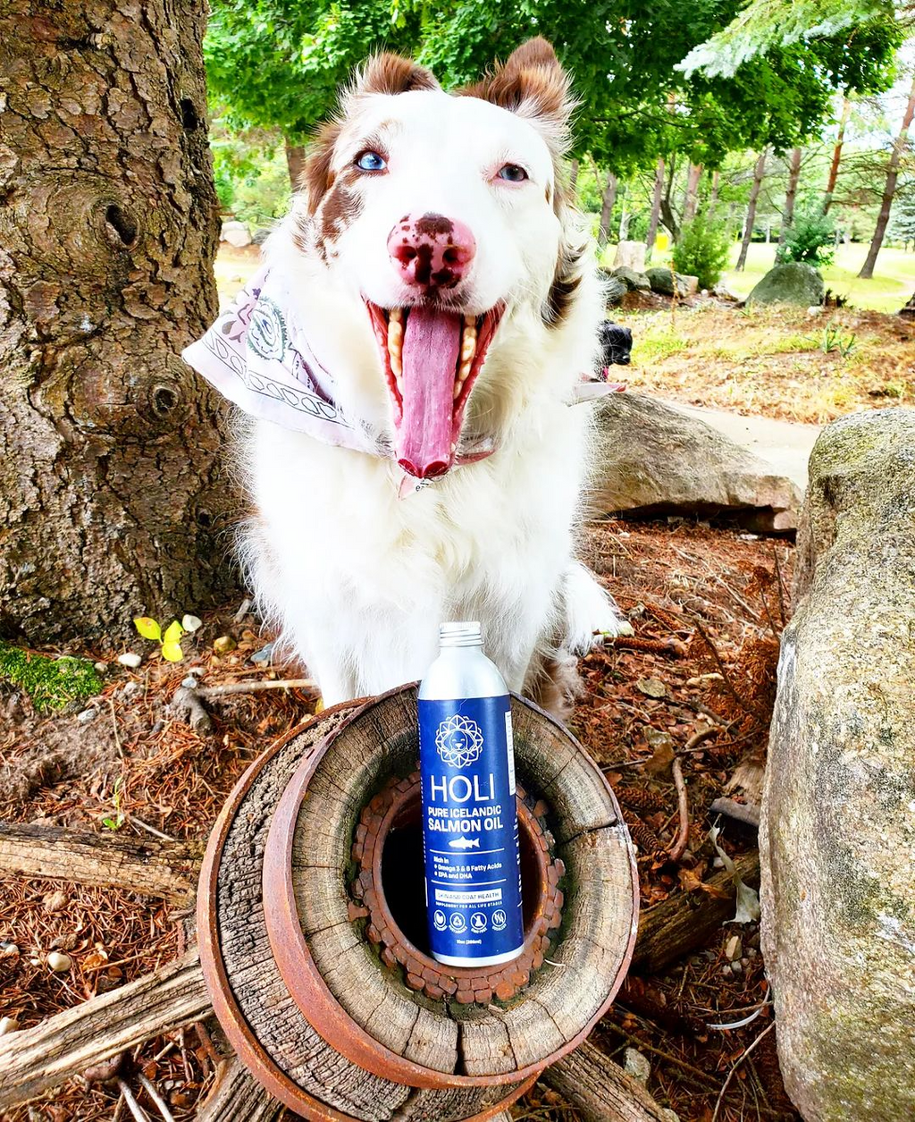 HOLI extra virgin Icelandic salmon oil bottle for dogs – photo 6 of 7