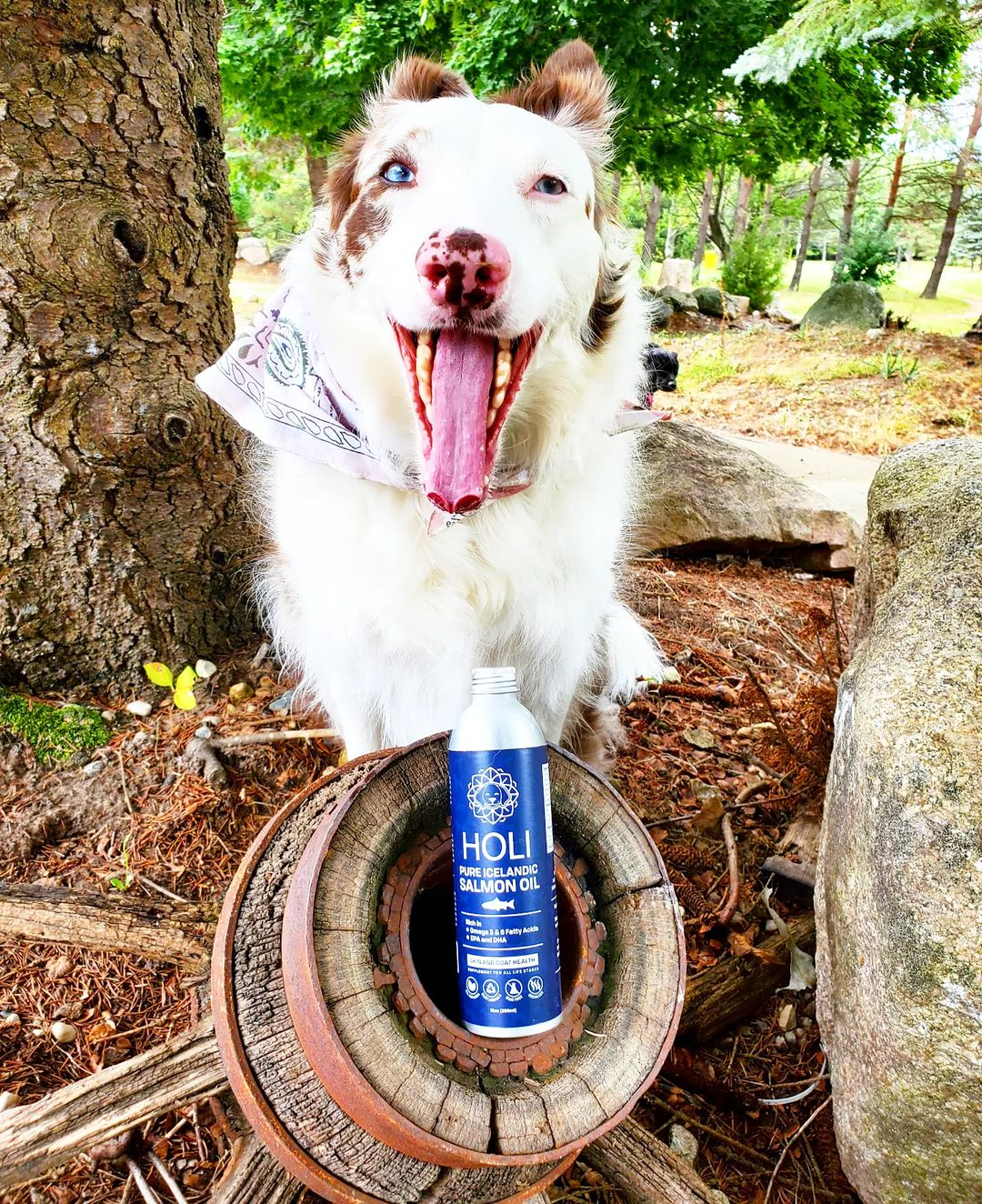 HOLI extra virgin Icelandic salmon oil bottle for dogs – photo 6 of 7