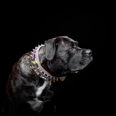 Candy Dog Collar – Colorful Adjustable Collar – alternate view 5