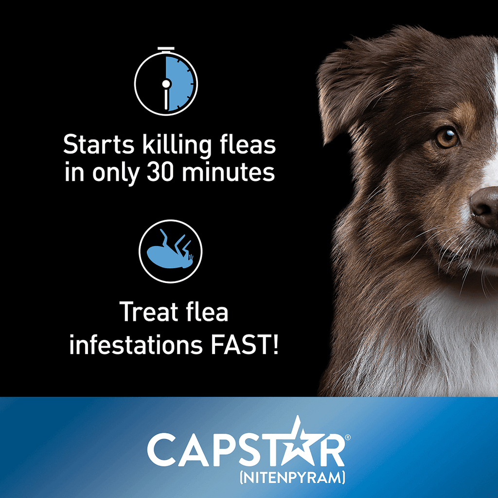 Capstar Oral Flea Treatment Dogs Over 25 lbs – photo 3 of 8