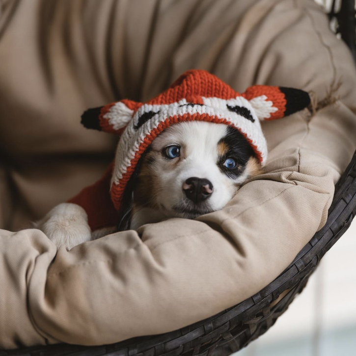 Foxy Hoodie Dog Sweater Red Fox Design – photo 3 of 5