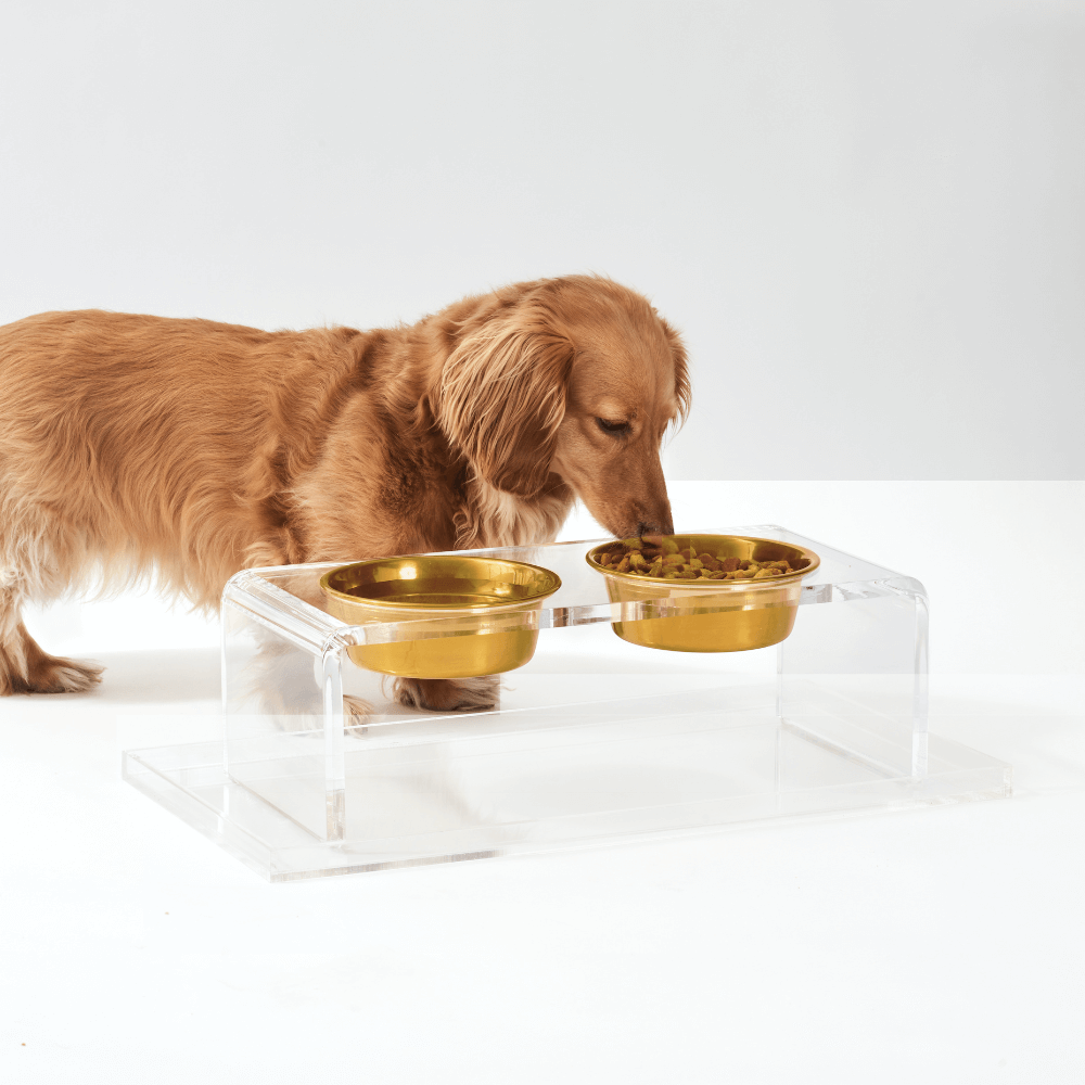 Hiddin Medium Gold Lucite Feeder – Elevated Bowls – alternate view 10