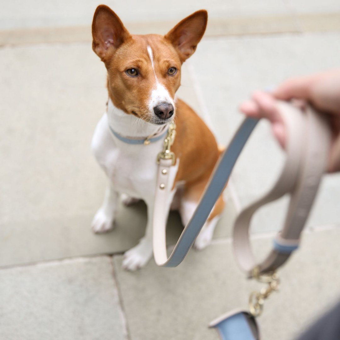 Leash 4ft Vegan Leather Cupertino, view 13