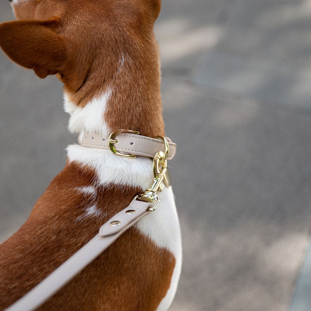 Leash 4ft Vegan Leather Cupertino, lifestyle