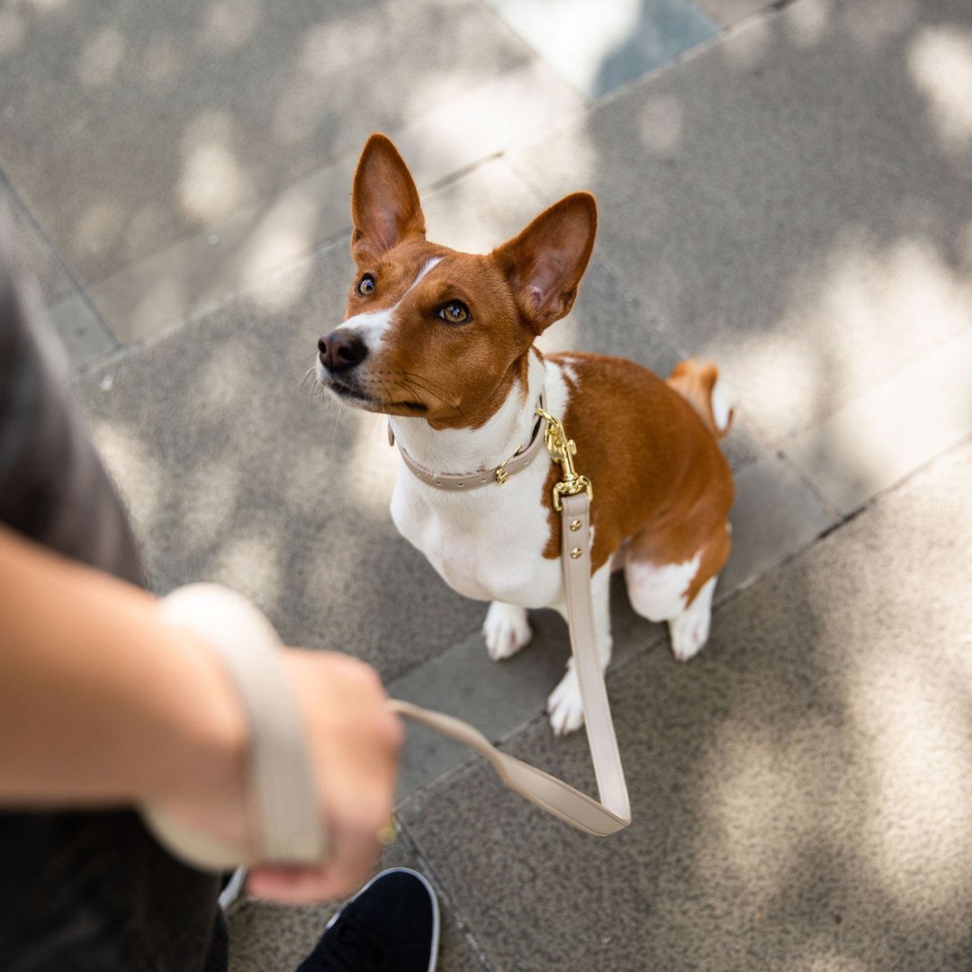 Leash 4ft Vegan Leather Cupertino, close-up