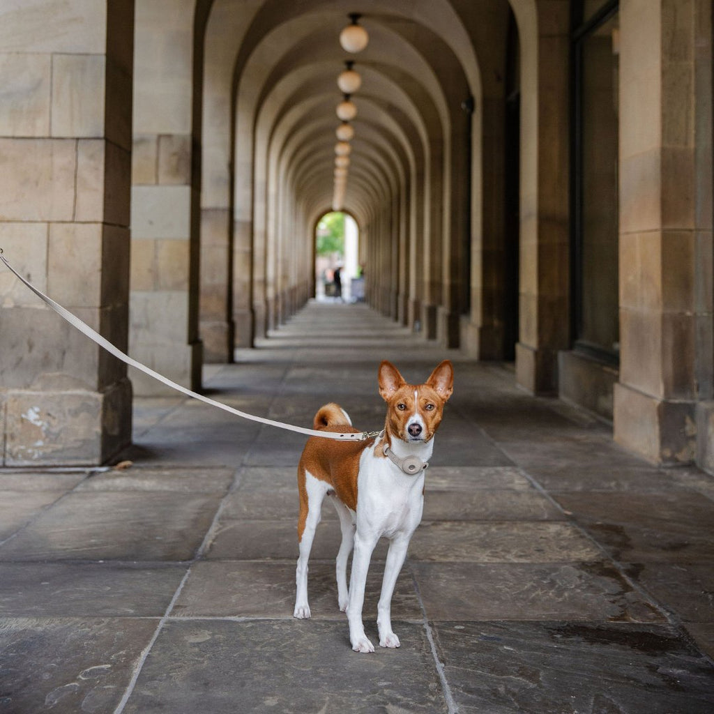Leash 4ft Vegan Leather Cupertino, back view
