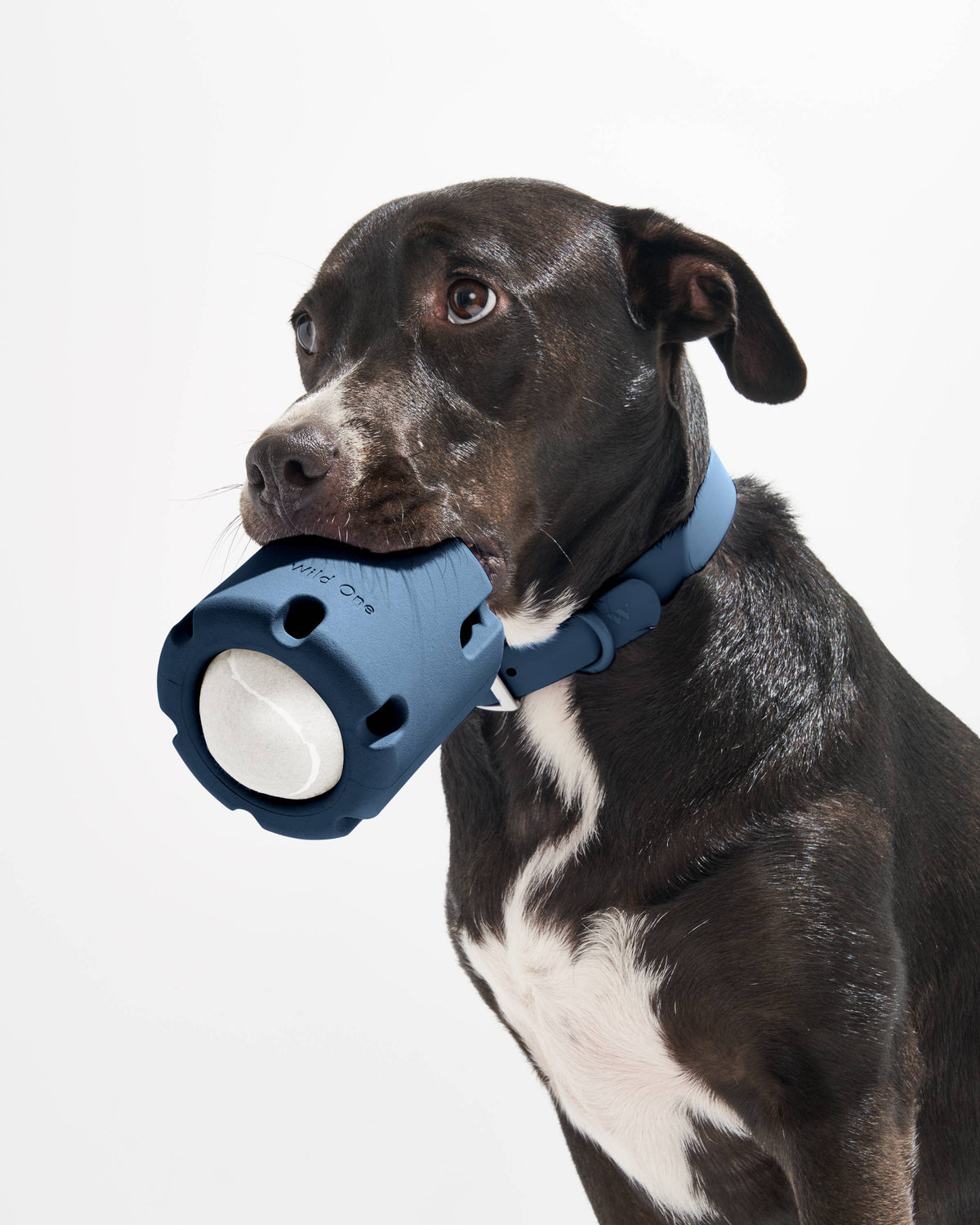 Tennis Tumble Interactive Dog Toy – Moonstone – alternate view 5