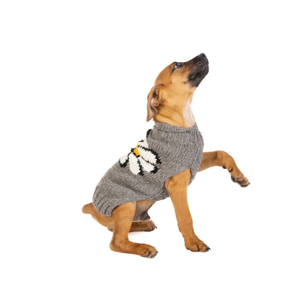Big Daisy Dog Sweater White Yellow and Gray with Harness Hole – photo 6 of 6