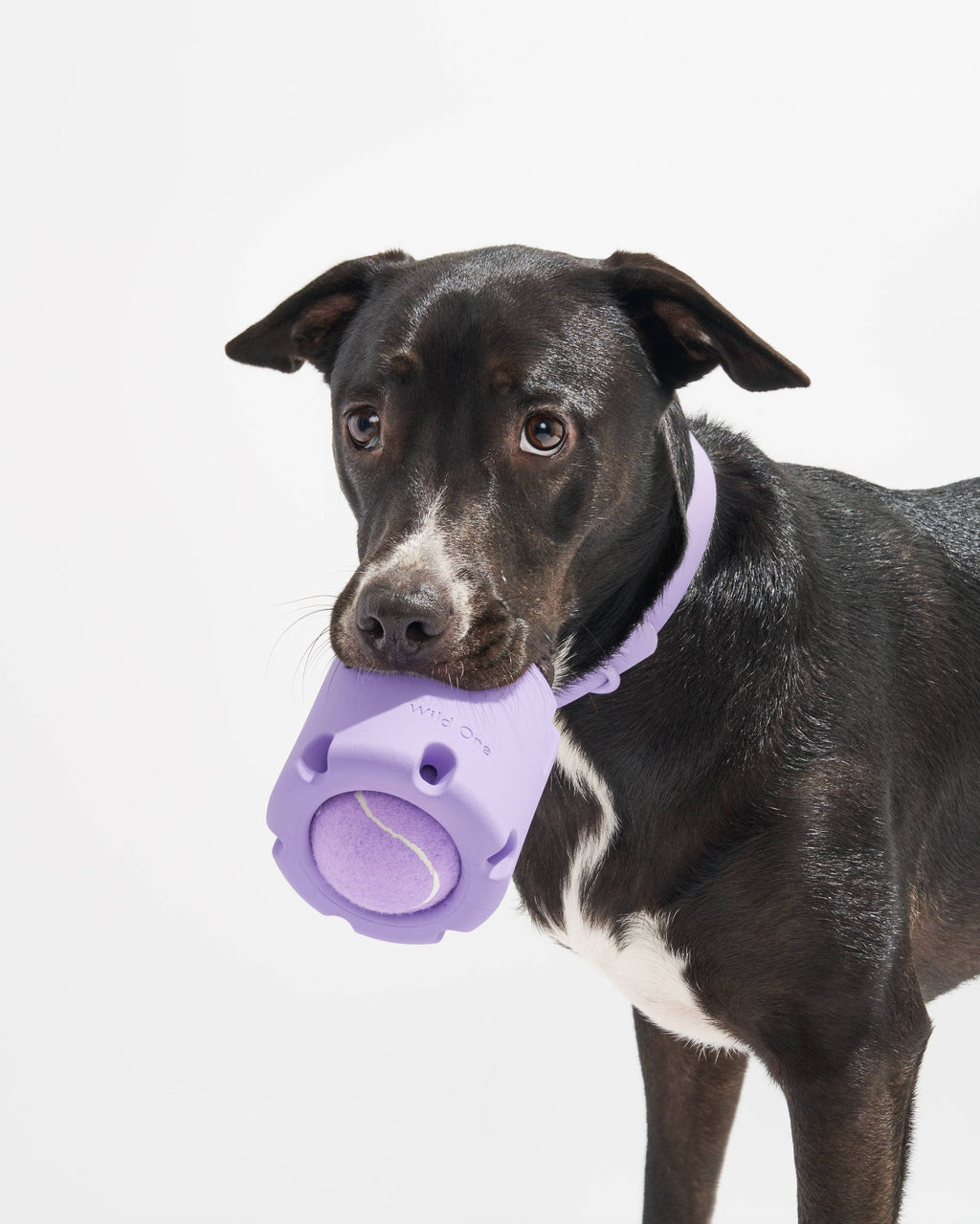 Tennis Tumble Dog Toy – Navy – alternate view 7