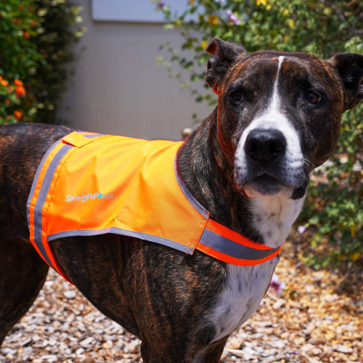 SafetyPUP XD Lite Lightweight Dog Vest M Blaze Orange – photo 8 of 8