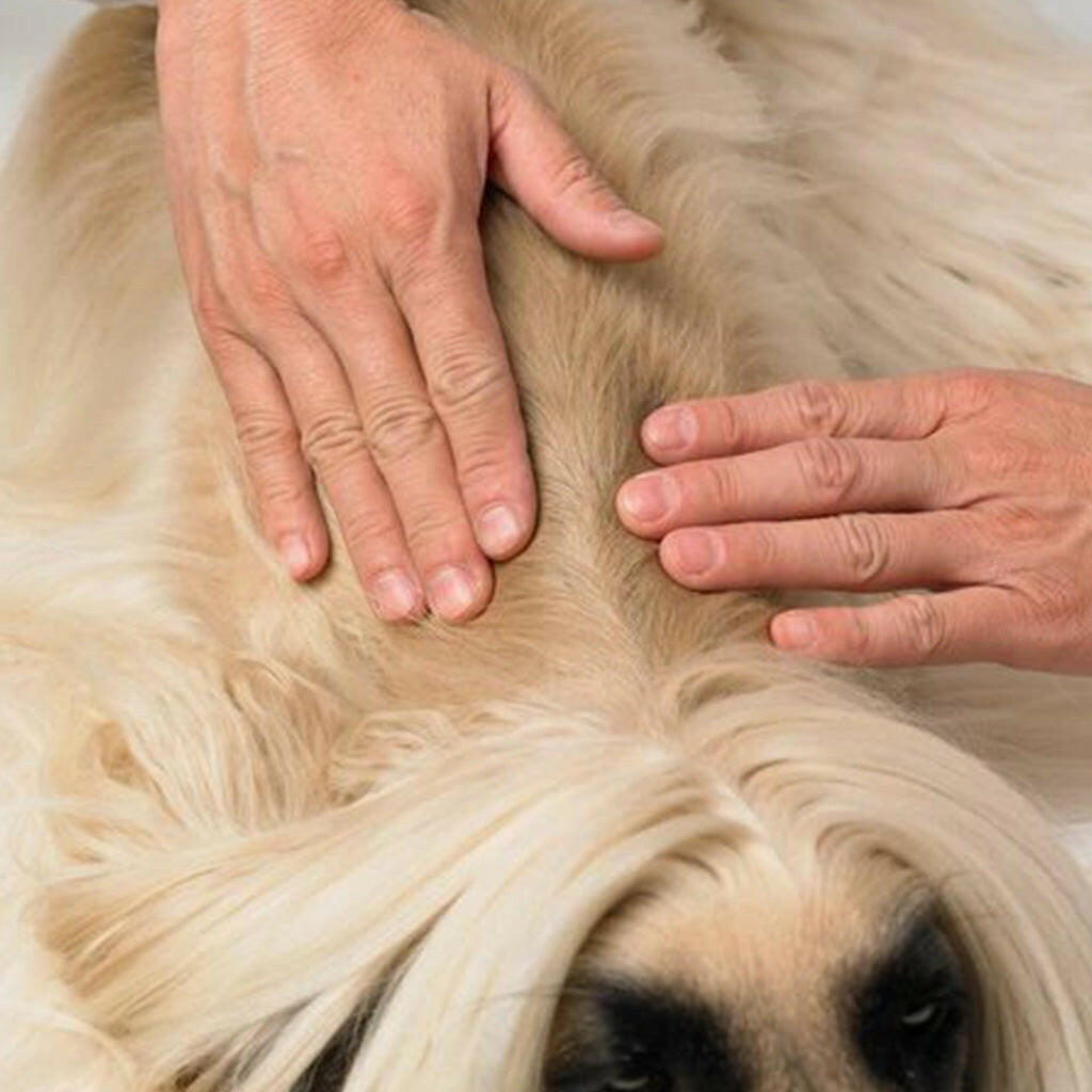 Dermoscent Essential-6 Spot-On Medium Dogs – photo 5 of 6