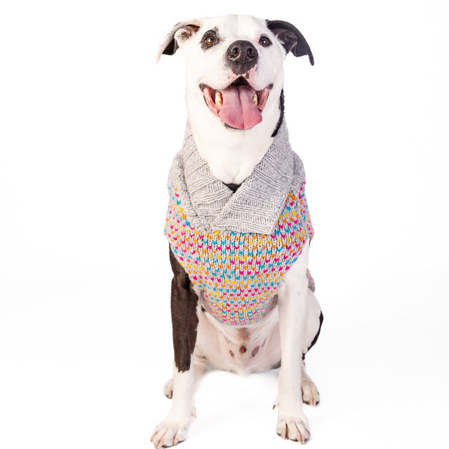 Sprinkles Dog Sweater Birthday Cake Design – photo 9 of 9