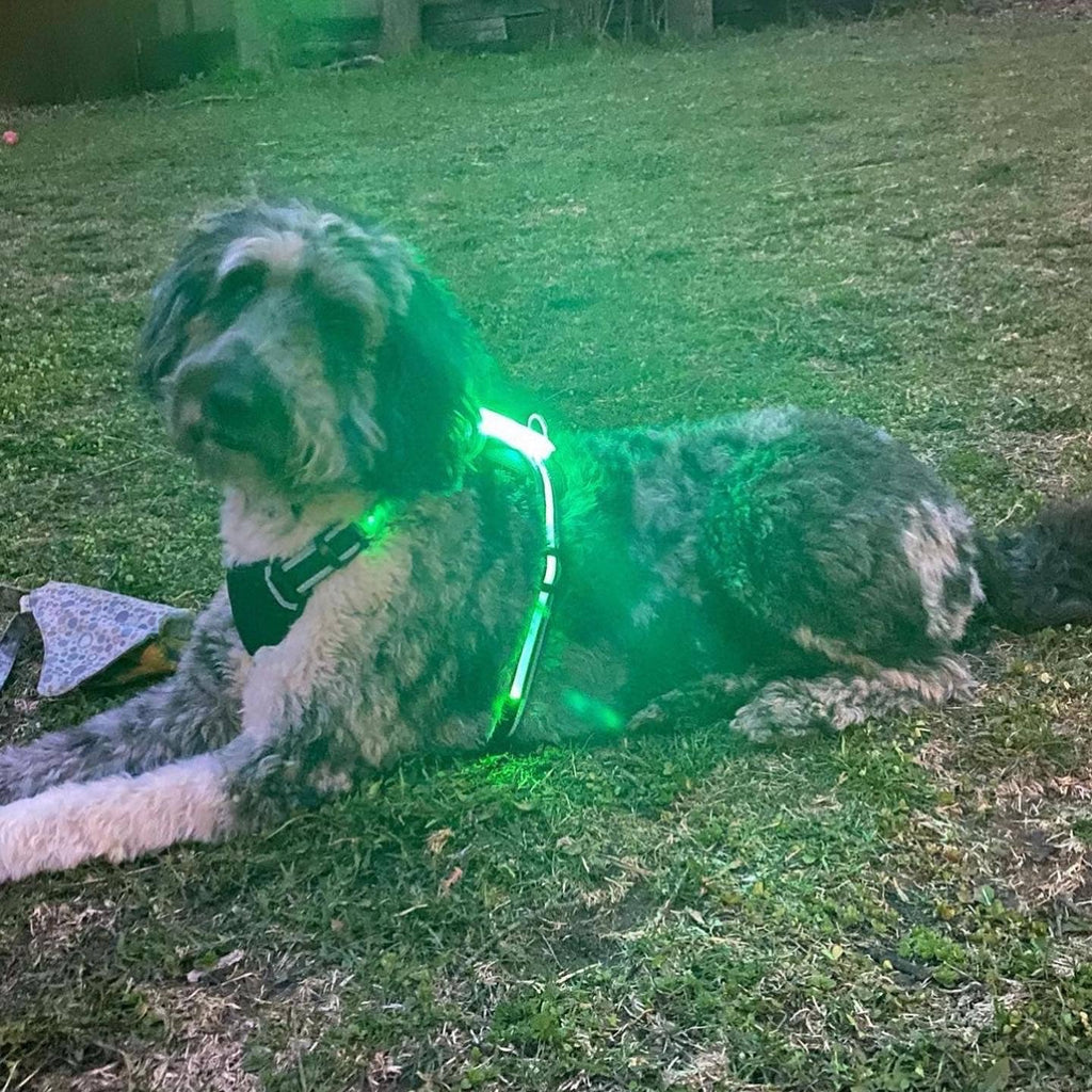 LED Dog Harness – alternate view 4