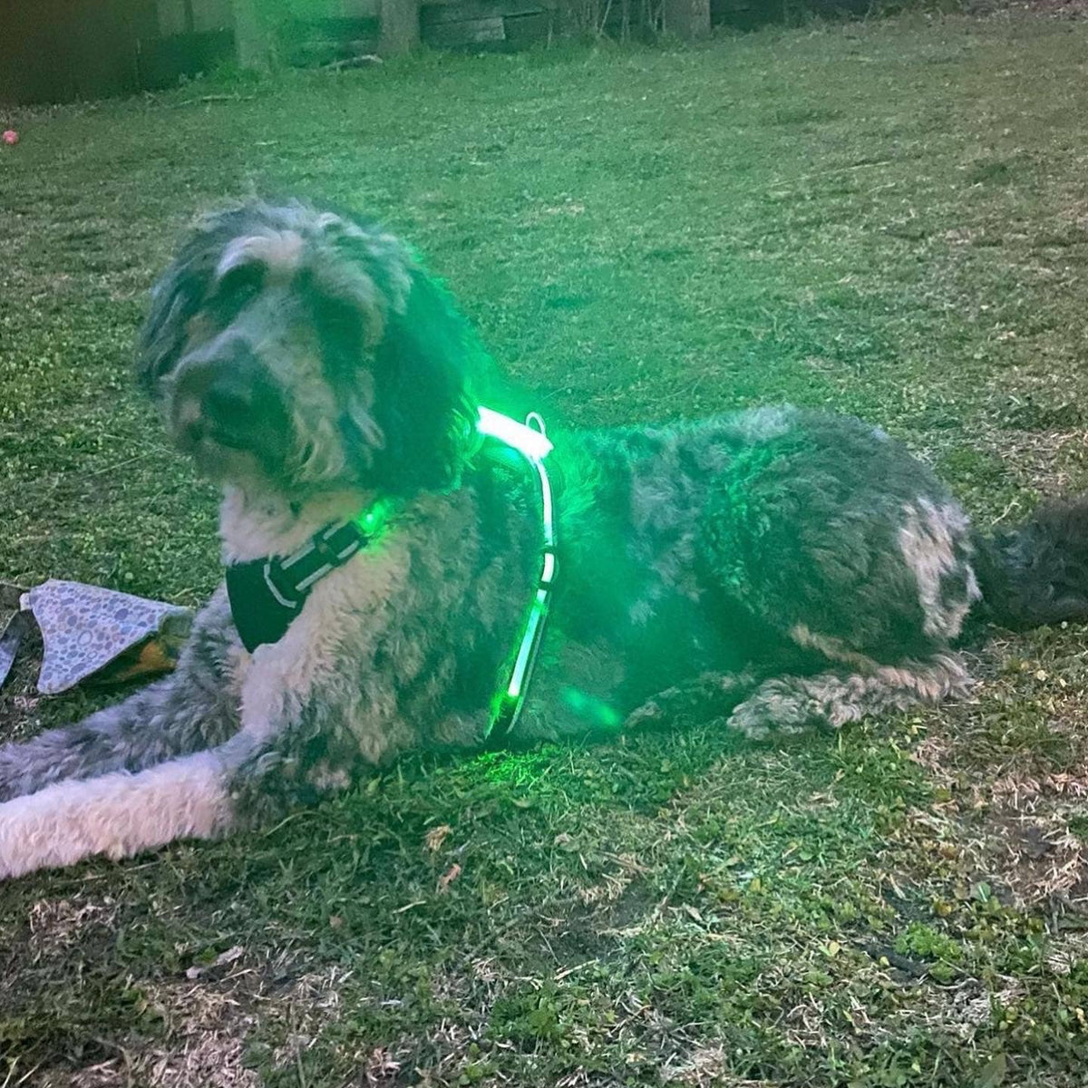 LED Dog Harness – alternate view 4