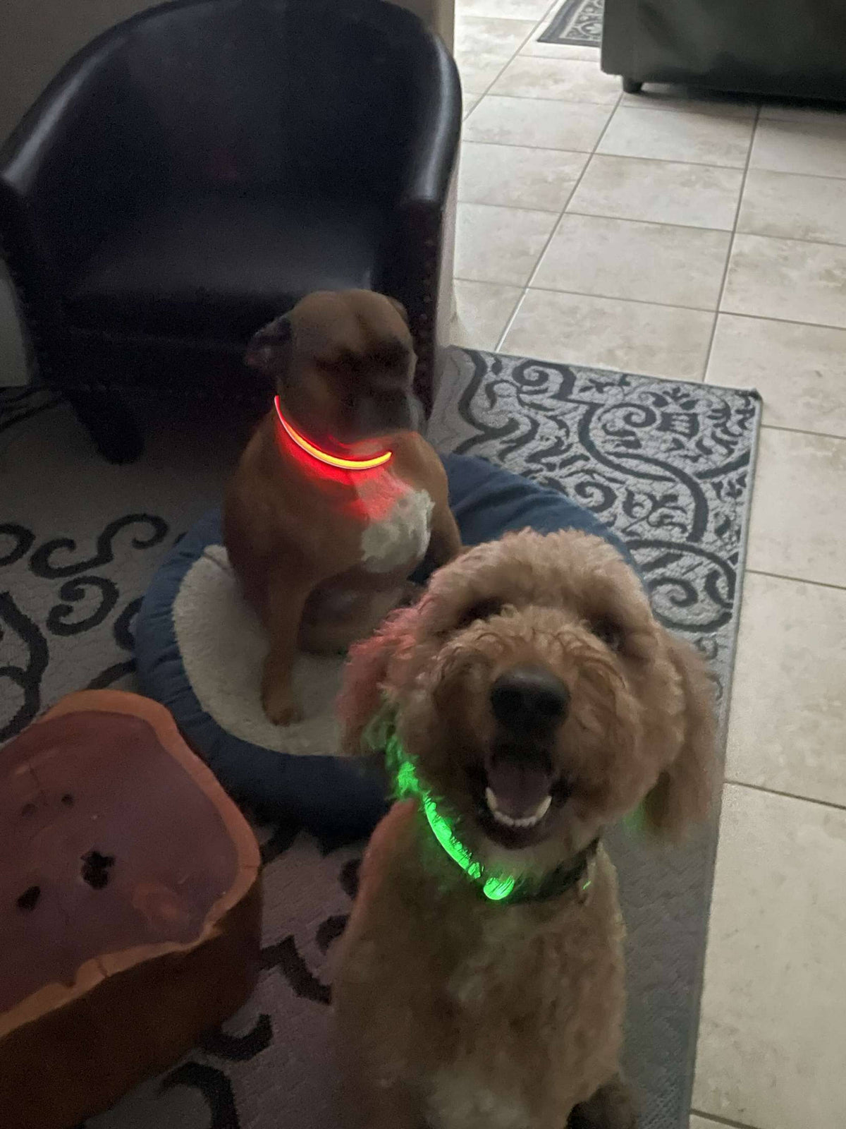 LED Dog Collar: Green – alternate view 20