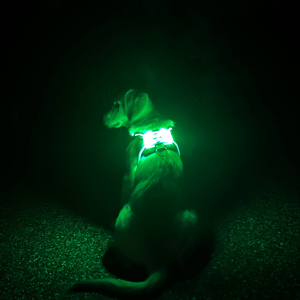 LED Dog Harness – alternate view 2