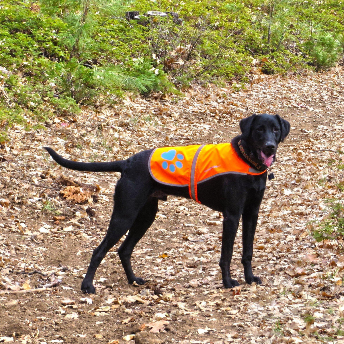 SafetyPUP Reflective Dog Vest L Blaze Orange – photo 6 of 8