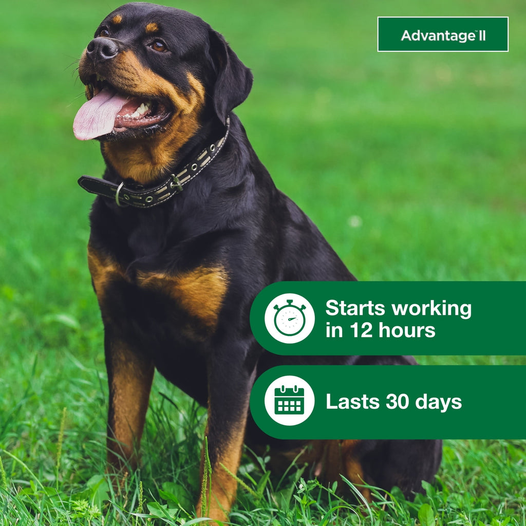 Vet-Recommended Flea Prevention for XL Dogs 55 Lbs 6-Monthly Treatment, back view