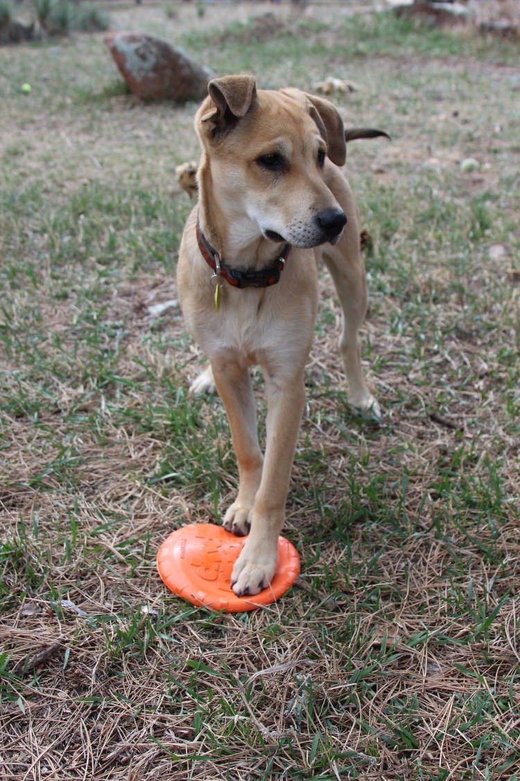SodaPup Bottle Top Flyer orange rubber frisbee dog toy – photo 11 of 13