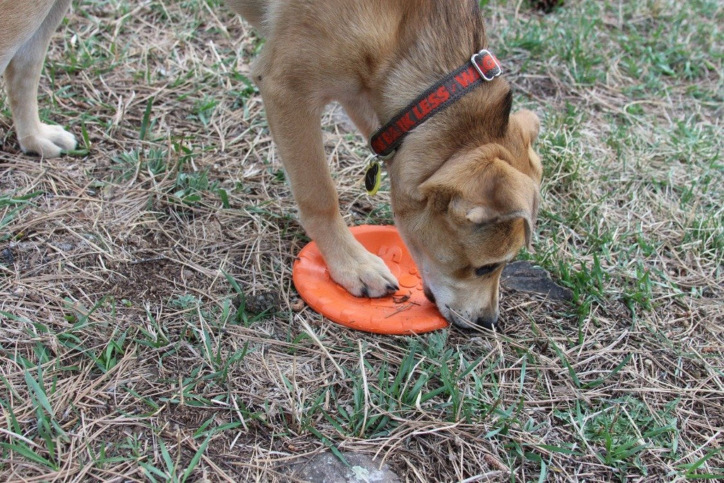 SodaPup Bottle Top Flyer orange rubber frisbee dog toy – photo 12 of 13